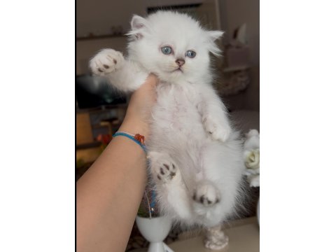 British Longhair Yavrularım