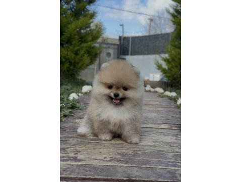Efsane Güzellikteki Orjinal Pomeranian Yavrularımız