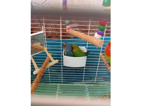 Cennet Ve Sevda Papağanı Yavruları