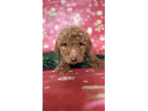 Safkan Dev (Giant) Poodle Yavruları