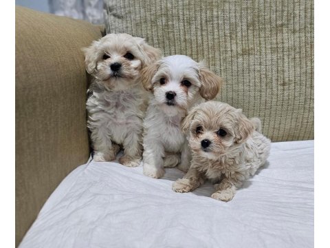 Maltipoo Bizimle Tanışmadan Karar Vermeyin