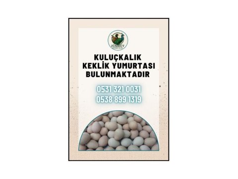 Kınalı, Beyaz, Silver Ve Albino Keklik Yumurtası