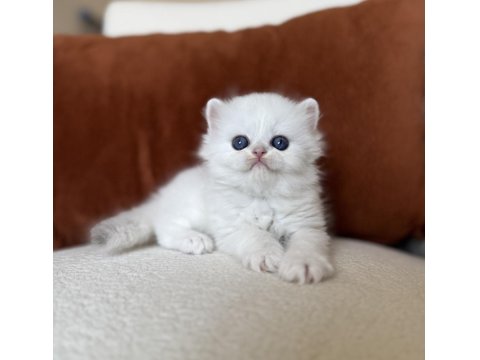 Harika Kalite Silver Point Ns1233 British Longhair