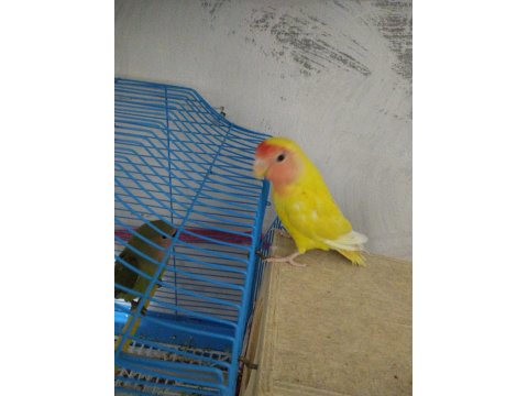 Hazır Eş Mutasyon Sevda Papağanı Takım