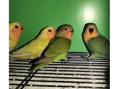 Yavru Sevda Papağanı Evcildir