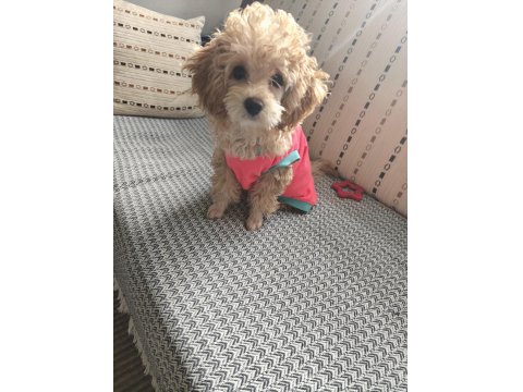 Dişi Toy Poodle 6 Aylık
