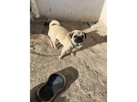 Pug Mops 2 Yaşında Yavrusu 2 Aylık Aşıları Tam