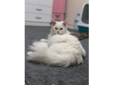 Maine Coon 2 Yaşında Güzellik