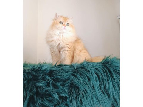 British Longhair By 11 Dişi 2 Yaşında