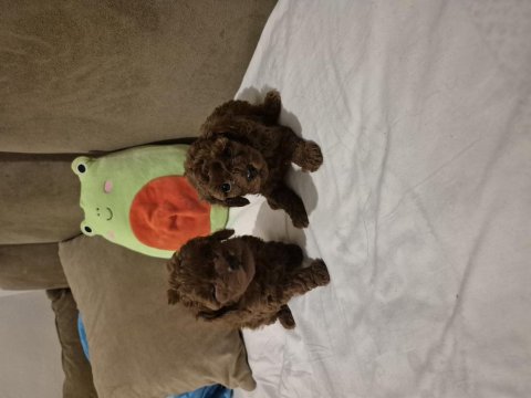 Kore Tea Cup Poodle Yavrular