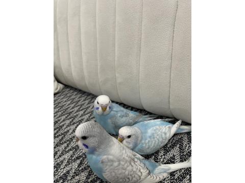 Yeni Yeme Düşmüş Erkek Muhabbet Kuşları