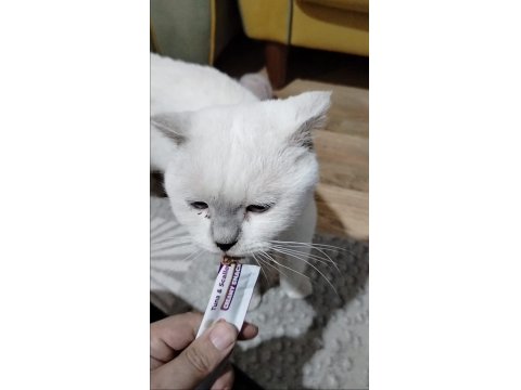 4 Yasında Erkek Kedimiz