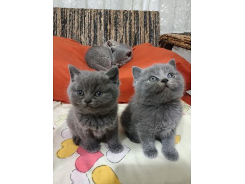 British Shorthair Yavrular Yeni Yuvalarını Arıyorlar