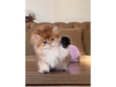 Safkan British Longhair Ny11 Erkek