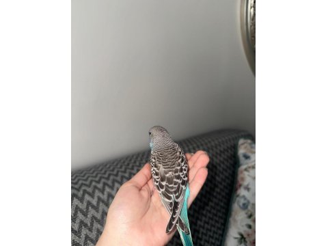 Yeni Yeme Düşen Muhabbet Kuşu Yavrular Esenler İstanbul