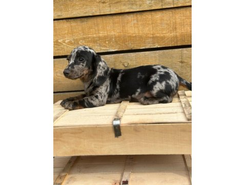 Merle Erkek Dachshund Yavrumuz