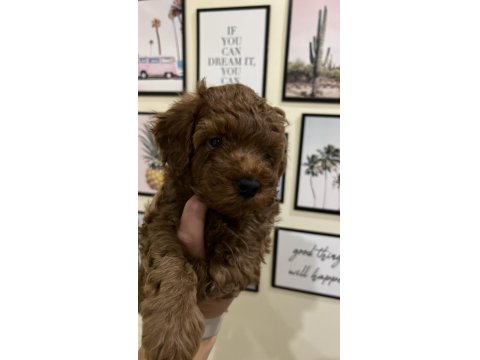 Ev Ortamından Kaliteli Poodle Yavrular