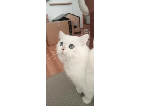 Mavi Gözlü British Shorthair Pamuğumuz