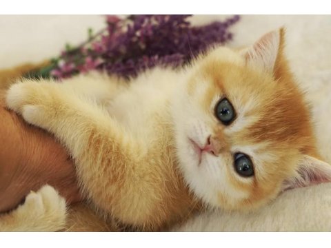 British Shorthair Golden Yavrular