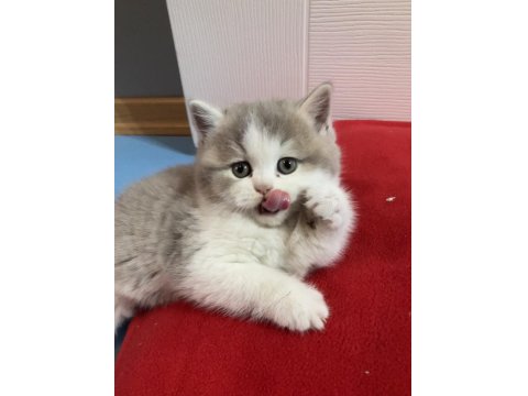 British Longhair Bicolor Kedimiz