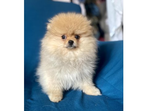 Mini Boy Pomeranian Boo Kızım