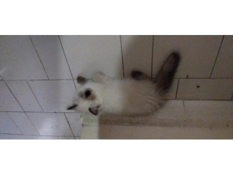 Blue Point British Longhair