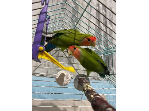 Sağlıklı Damızlık Çift Papağanımız