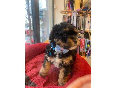 Black Tan Phantom Renk Poodle (Aklıma Yatan Irklar Takas Da Yapabilirim)