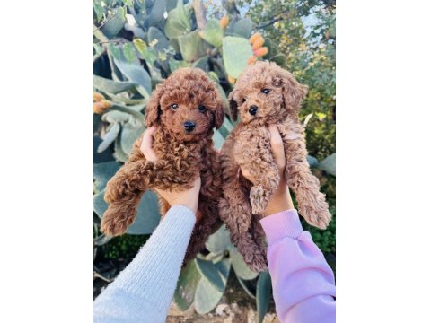 Toy Poodle Red Brown Bebeklerimiz Hazır