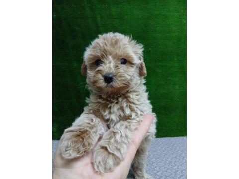 Iırk Ve Sağlık Garantili Maltipoo Köpeği Yavrular