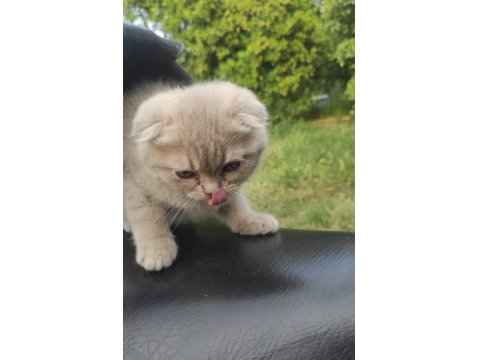Scottish Fold Bebeklerimiz Teslime Hazırdır