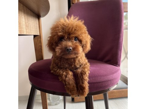 Toy Poodle Bebekleri