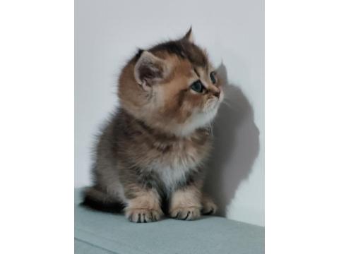 British Shorthair Chocolate Golden Bebeğim