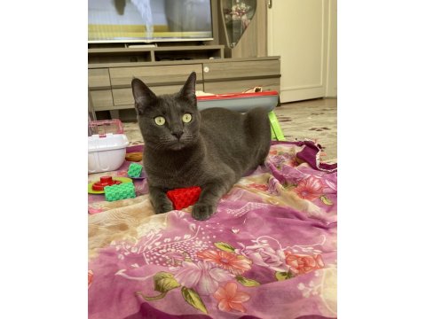 Ücretsiz Sahiplendirme Russian Blue