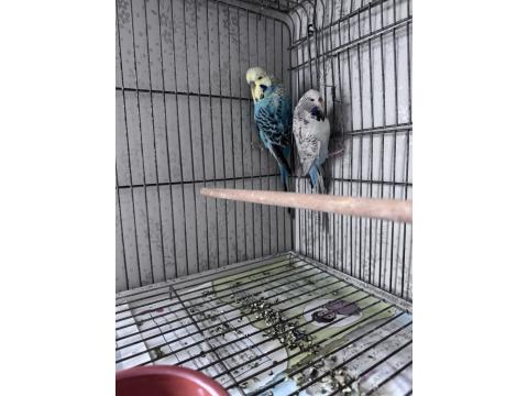 Show Jumbo Çift Muhabbet Kuşu