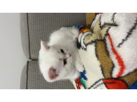 Dünya Tatlısı Beyaz British Shorthair (Teslime Hazır)