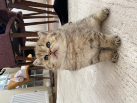 Scottish Ve British Yavru Kediler