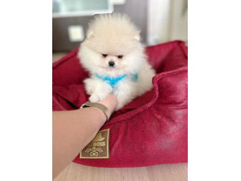 Teacup Ayıcık Pomeranian