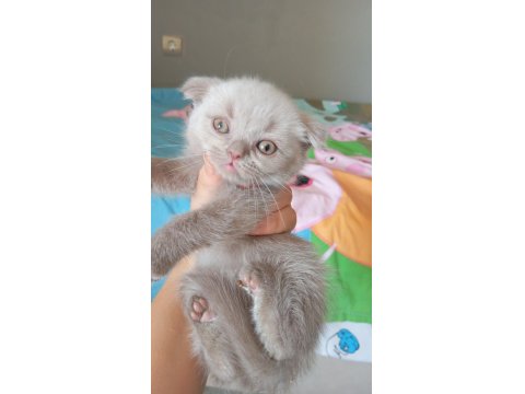 2 Aylık Oyuncu British Shorthair Bebişler