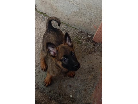 A Kalite Belçika Malinois