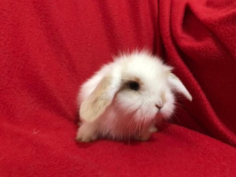 Üst Kalite Hollanda Teddy Lop Tavşanlar