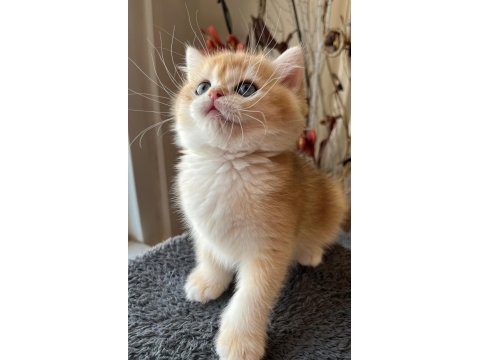 Ny12 Soylu Golden British Yavrular - Muhteşem Tip Ve Karakterli