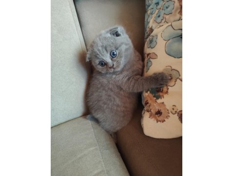 Yavru Kedilerimiz Yeni Yuva Arıyor