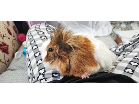 Gayet Sağlıklı Guinea Pig