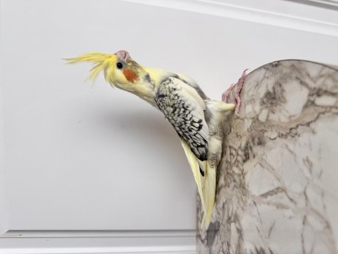 Sultan Papağanları