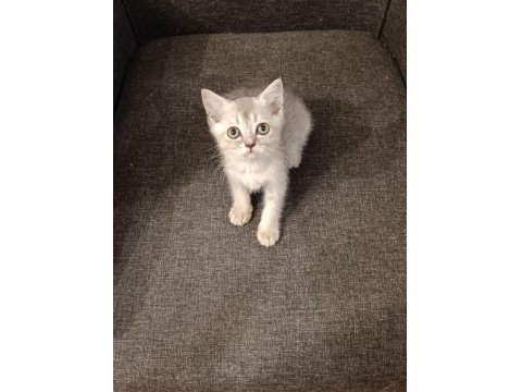 3 Ayrı Anneden British Shorthair Yavruları