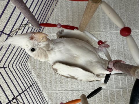 Wifi Sultan Papağanı Ve Lutino Sultan Eş