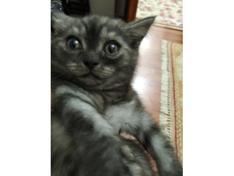 2 Kardeş Tuvalet Eğitimli 4 Aylık Scottish Fold