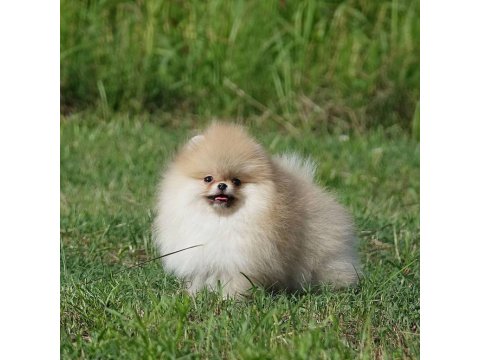 Teddy Bear Pomeranian Yavruları