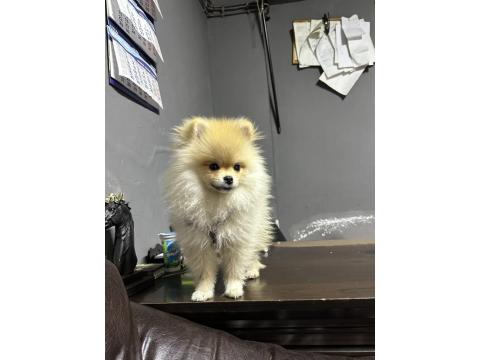 İş Değişikliği Sebebiyle Acil İlgi Manyağı Pomeranian